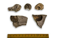 F 13049
<br/>
<br/>
<em></em>